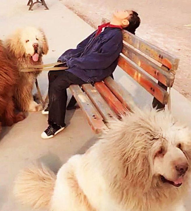  Con gái dắt 3 chú chó ngao Tây Tạng đi dạo quá lâu, bố đi tìm thì bắt gặp khoảnh khắc thú vị