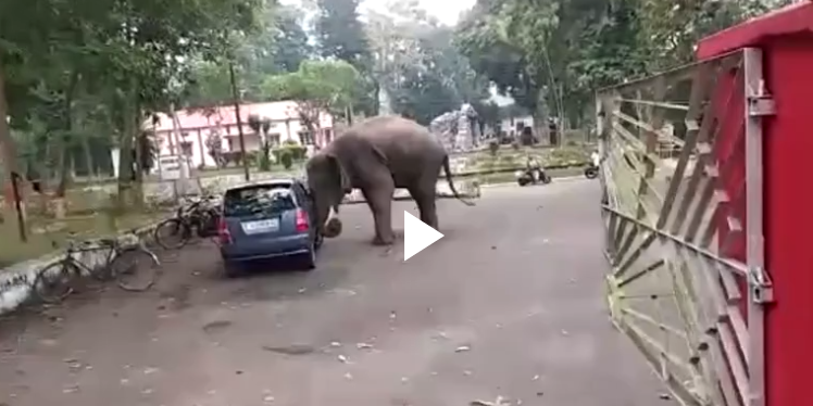 Khoảnh khắc voi khi đẩy cả chiếc ô tô khiến nhiều người 