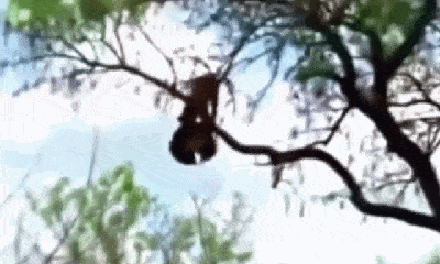 Video: Tha xác báo con lên cây để ăn thịt, đại bàng bị báo mẹ giết hại để trả thù