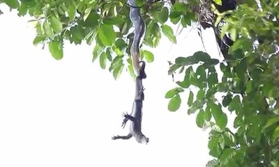 Video: Rắn hổ mang chúa đu mình trên cây để tấn công kỳ đà, liệu con mồi còn thoát chết?