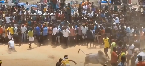  Video: Bò tót điên cuồng húc người tại lễ hội ở Ấn Độ