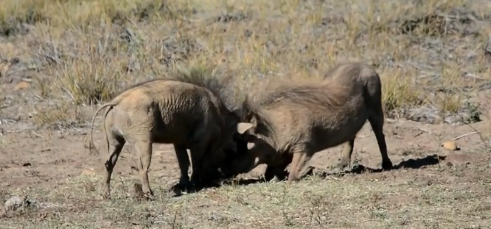  Video: Cuộc chiến đẫm máu giữa 2 con lợn rừng