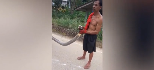  Video: Người đàn ông dùng tay không bắt sống rắn hổ mang chúa 