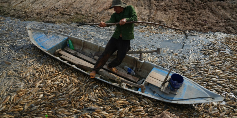  Thu dọn xong hơn 200 tấn cá chết trắng xóa ở lòng hồ Sông Mây 
